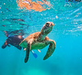 Snorkel en Whitehaven